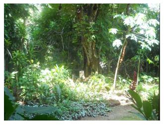 Plants: image 2 0f 4 thumb