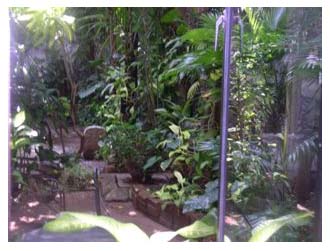 Plants: image 4 0f 4 thumb